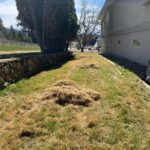 Dethatching